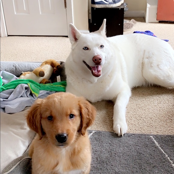 Meet your Posher, Holly - Picture 6 of 6